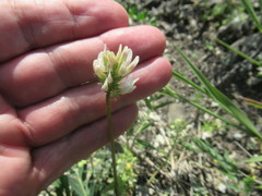 Astragalus austrosibiricus