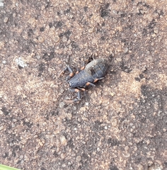 Uroplectes triangulifer marshalli