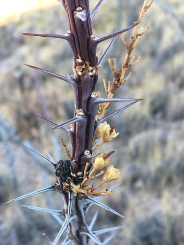ocotillo