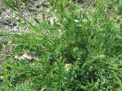 Astragalus austrosibiricus