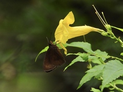 Ancistroides nigrita