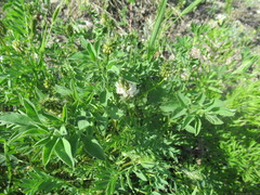 Astragalus austrosibiricus