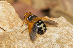 Microtropesa sinuata