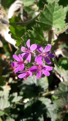 Erodium malacoides