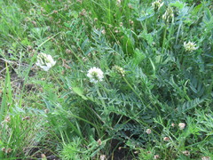 Astragalus austrosibiricus