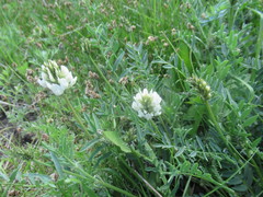 Astragalus austrosibiricus