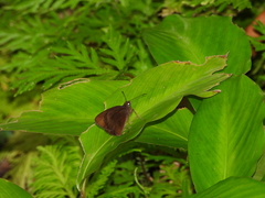 Ancistroides nigrita
