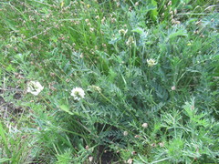 Astragalus austrosibiricus