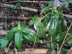 Tripterospermum nienkui