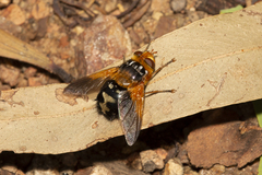 Microtropesa sinuata