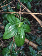 Tripterospermum nienkui