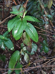 Tripterospermum nienkui