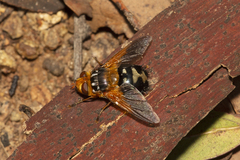 Microtropesa sinuata