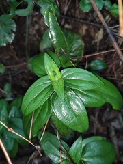 Tripterospermum nienkui