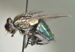 Sarconesia chlorogaster