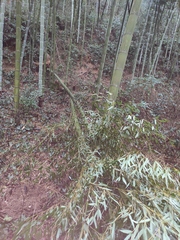 Phyllostachys edulis