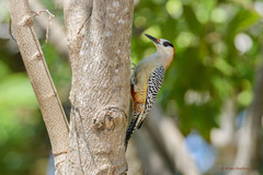 Melanerpes superciliaris