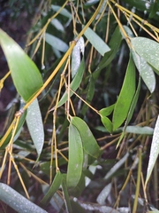 Phyllostachys edulis