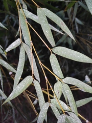 Phyllostachys edulis