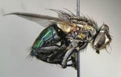 Sarconesia chlorogaster