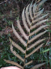 Christella acuminata