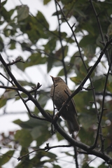 Turdus boulboul