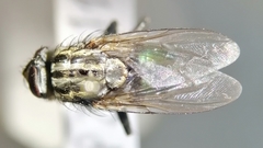 Sarconesia chlorogaster
