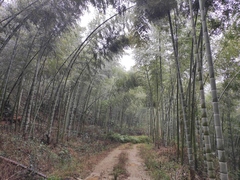 Phyllostachys edulis