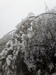 Phyllostachys edulis