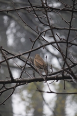 Turdus boulboul