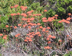 Aloe maculata