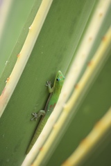 Phelsuma laticauda laticauda