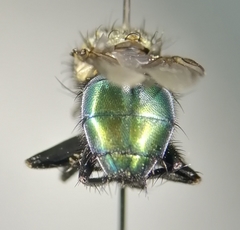 Sarconesia chlorogaster