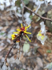 Hamamelis mollis