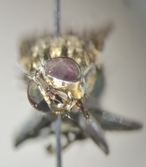 Sarconesia chlorogaster