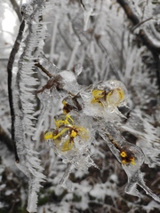 Hamamelis mollis