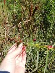 Ludwigia longifolia