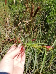 Ludwigia longifolia