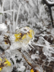 Hamamelis mollis