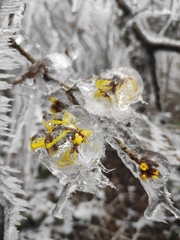 Hamamelis mollis