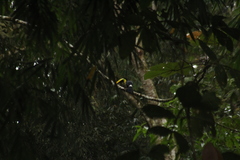 Ramphastos brevis