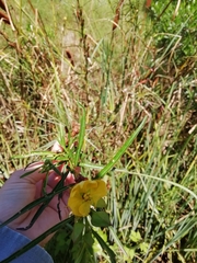 Ludwigia longifolia