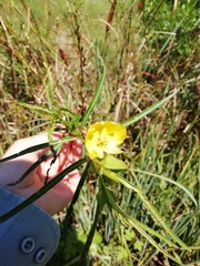 Ludwigia longifolia