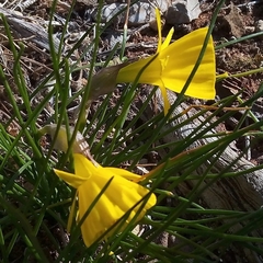 Narcissus obesus