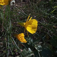 Narcissus obesus