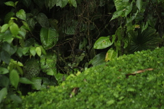 Mitrospingus cassinii