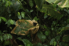 Mitrospingus cassinii