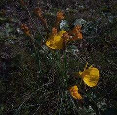 Narcissus obesus