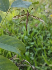 Tipula repanda