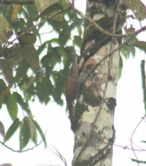 Dendrocincla fuliginosa